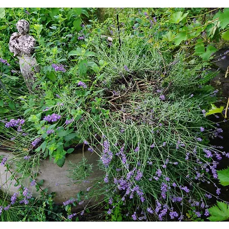 Ingrid'S Guesthouse Gartenidylle Spittal an der Drau